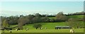 Sheep and barn by the A38