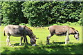 Donkeys at Dean Castle Country Park