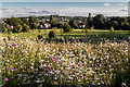 Wild Flower Garden, Broomfield Park, London N13