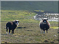 HT9738 : Foula sheep  by Julian Paren