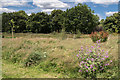 Firs Farm Wetlands, London N21