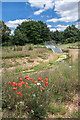 Poppies on the Edge, Firs Farm Wetlands, London N21