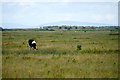 Cow on Marshside Marsh