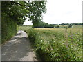 Lane near Little Frith Farm