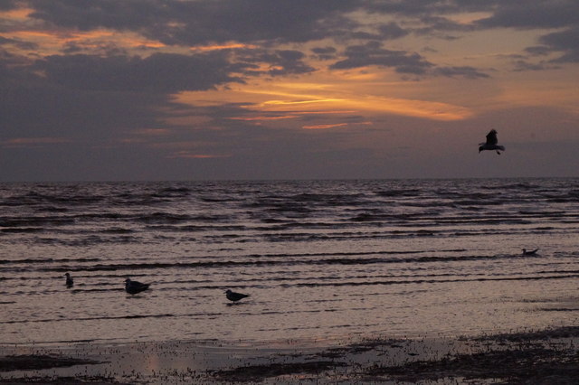 Gulls on the tideline at dusk on Ainsdale Sands