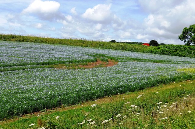 A Field Of Flax Near Coursley