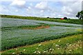 A Field Of Flax Near Coursley