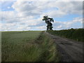 Bridleway to Wallingwells