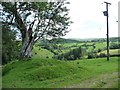 Conifer plantation on the bank of Afon Dulas