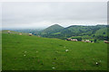 SO4895 : Sheep below Caer Caradoc Hill by Bill Boaden