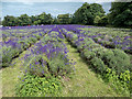 Mayfield Lavender Farm, Banstead, Surrey