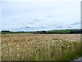 View north from the track to Rowley Farm