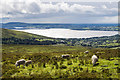 O0410 : Pollaphuca Reservoir from below Sorrel Hill, Co. Wicklow by Mike Searle