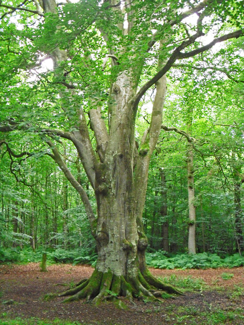 Ancient beech tree, Miltonrigg Woods