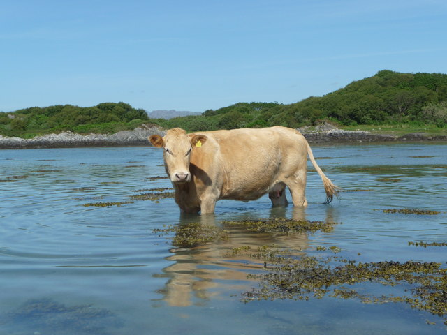 Highland cow wading through the sea
