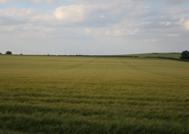 Barley by the Roman Road