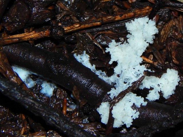 Slime mould plasmodium beginning to knot