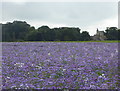 TR0157 : Echium crop south of Newhouse Lane, Sheldwich by pam fray
