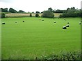 SJ1406 : Black bales of grass, near Upper Dolarddyn by Christine Johnstone