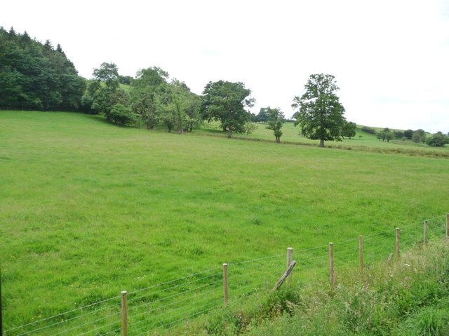 Trees along a field boundary, east of Cyfronydd Station