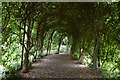 Bush Tunnel at Ballindalloch Castle, Scotland