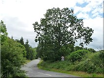 NY6920 : Tree at the junction of Station Road and Roman Road by Christine Johnstone
