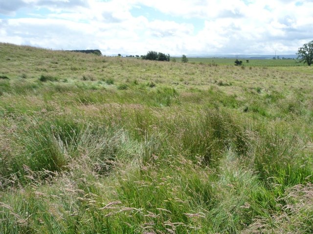 Rough grassland, east of Shepherd's Cottage