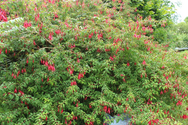 Wild Fuchsia © Billy McCrorie cc-by-sa/2.0 :: Geograph Britain and Ireland