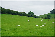 SO4693 : Sheep near Gaerstones Farm by Bill Boaden