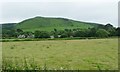 Unmown meadow, north-west of Ty Mawr