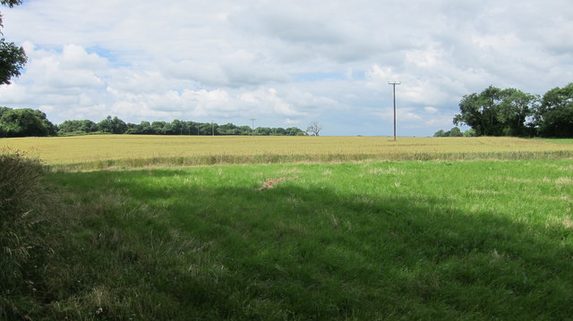 Cereal crop behind Sutton Farm