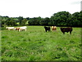 Cattle, Kilnaheery