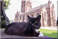 Churchyard cat, St Elphins, Warrington