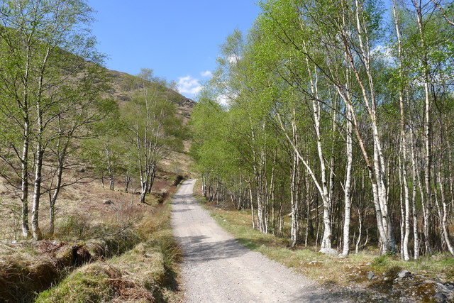 Silver birch on the track down to Kinlochleven