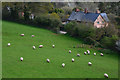 West Somerset : Grassy Field & Sheep