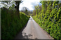 West Somerset : Country Lane