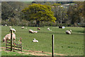 West Somerset : Grassy Field & Sheep