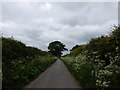 Cow Parsley Lined Rural Road near South Bockhampton