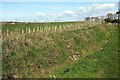 New hedge, South Arscott