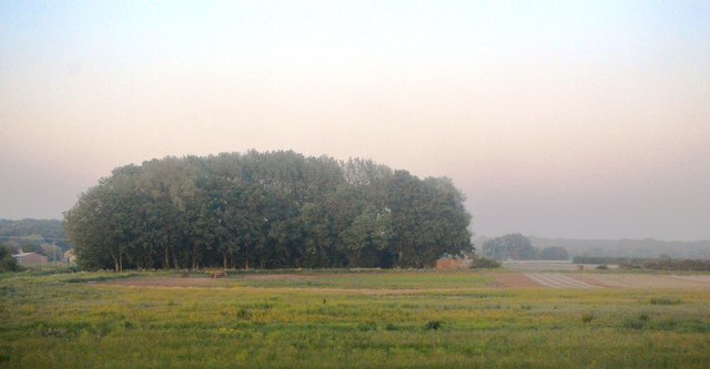 Woodland near Gullpit Farm