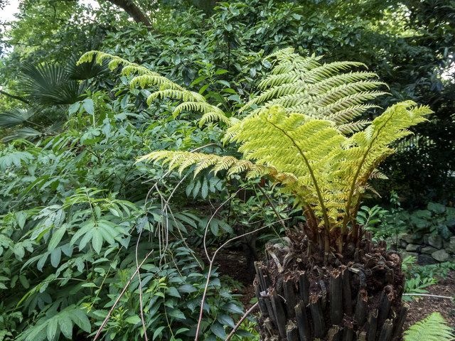 Tree Fern, Chelsea Physic Garden, Royal... © Christine Matthews ...