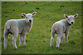 West Somerset : Lambs Grazing