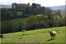 SS9443 : Wootton Courtenay : Grassy Field & Sheep by Lewis Clarke