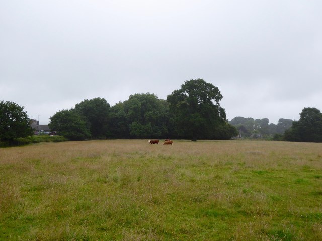 Butterton: field near church