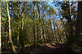 West Somerset : Woodland Path