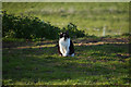 SS9446 : Bratton : Grassy Field & Cat by Lewis Clarke