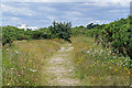 Hayling Island scrubland