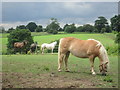 TL4203 : Horses at Parvills Farm by Peter S
