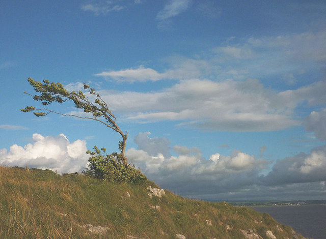 Tree on the Silverdale shore