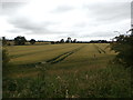 Crop Field near Common Farm